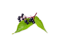 Elderberry