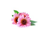Echinacea